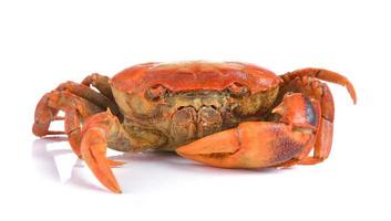 crabe sur fond blanc photo
