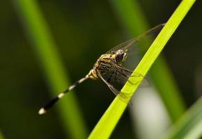 la libellule est assise sur une herbe dans un pré photo