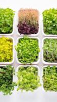 ai généré Haut vue de différent microgreen les types dans marmites. variété de Jeune comestible choux. blanc Contexte. concept de Urbain jardinage, nutritif pousse, compact agriculture, en bonne santé mode de vie photo