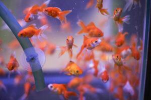 nager coloré poisson rouge école dans aquarium réservoir photo