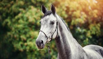 ai généré beauté portrait de gris cheval. national animal. vert Contexte. photo