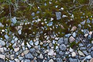 Contexte de vert mousse. sans couture carrelable texture. photo