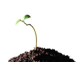 jeune plante isolée sur fond blanc photo