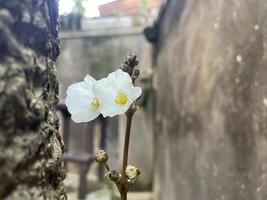 échinodore grandiflore, blanc fleur de le alismatacées famille originaire dans Amérique photo