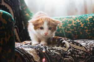 chaton chasses pour une Soleil lapin, pièces photo