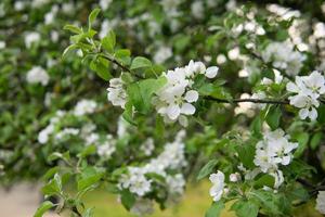 épanouissement Pomme arbre branches avec blanc fleurs fermer. photo