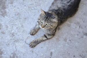 chat tigré gris photo