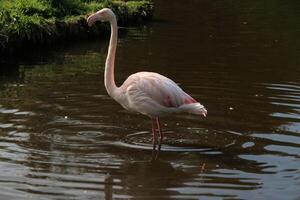 un gros plan d'un flamant rose photo