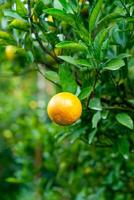 orange mandarine fraîche sur l'arbre photo