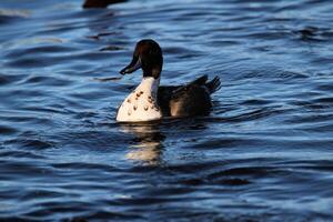 une vue d'un canard pilet photo