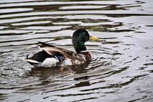 une vue d'un canard colvert photo