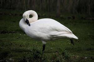 vue d'un cygne trompette photo