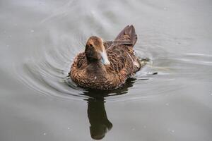 une vue de un eider canard photo