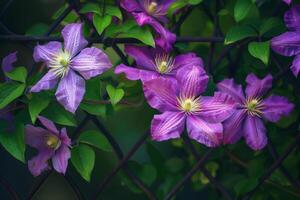 ai généré violet clématite fleurs contre vert feuillage photo