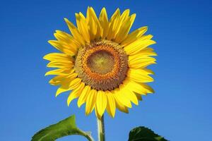 ai généré vibrant tournesol contre bleu ciel photo