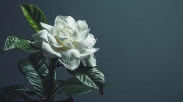 ai généré blanc gardénia fleur proche en haut photo