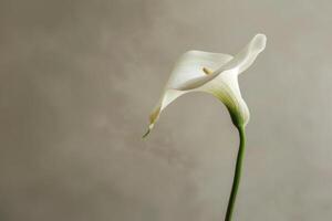 ai généré solitaire calla lis élégance photo