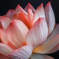 ai généré proche en haut rose lotus fleur photo