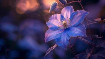 ai généré crépuscule bleu clématite fleur photo