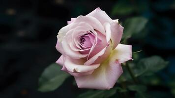 ai généré stockphoto proche en haut de délicat Célibataire violet Rose contre foncé arrière-plan, magnifique photo