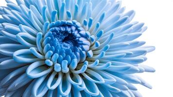 ai généré chrysanthème bleu fleur sur blanc isolé arrière-plan, fermer photo