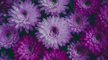 ai généré doux rose et violet chrysanthème fleurs créer la nature abstrait photo