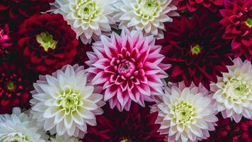 ai généré floral image plein de couleurs, avec rouge et blanc dahlias photo