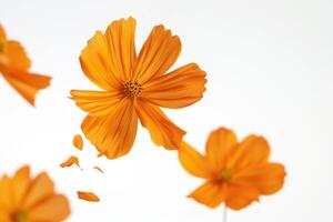 ai généré flottant Orange cosmos fleur isolé sur blanc Contexte photo