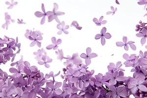 ai généré magnifique violet lilas fleurs dans zéro la gravité. photo