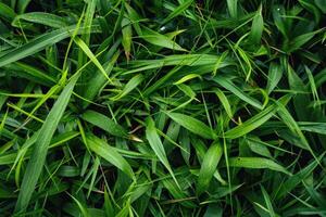 ai généré Haut vue de vert herbe texture pour Contexte. photo