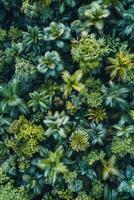 ai généré aérien vue de tropical forêt à le coucher du soleil photo