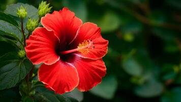 ai généré hibiscus rouge fleur isolé sur parfait blanc Contexte photo