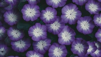 ai généré doux sucré bleu violet abstrait Contexte formé par bégonia fleurs photo