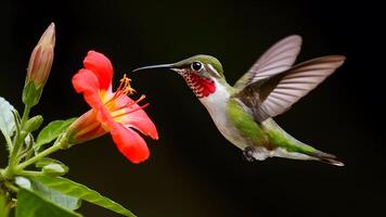 ai généré rubis gorge colibri dans vol près fleur sur foncé Contexte photo