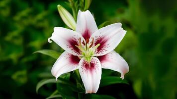 ai généré lis fleur isolé sur une nettoyer blanc arrière-plan, macro coup photo