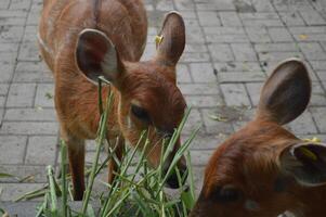 ensoleillé alimentation cerf, cervus l'élaphe, cerf avec Nouveau croissance bois orienté vers le caméra dans la nature préserver. herbivore avertissement de côté vue avec copie espace. mensonge animal avec marron fourrure dans une foins champ. photo