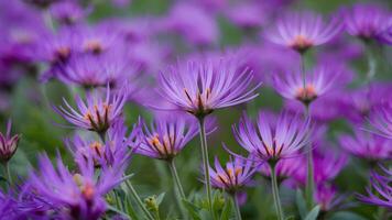 ai généré cichorium intybus magnifique Prairie fleur, charmant violet bleu photo