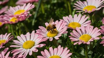 ai généré abeille bourdonne parmi rose marguerites dans le chaud lumière du soleil photo