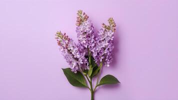 ai généré lilas fleurs buisson isolé sur une nettoyer blanc Contexte photo