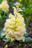 grand blanc fleur avec vert feuilles est croissance dans une jardin photo