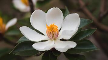 ai généré proche en haut image de blanc du sud magnolia fleurir, Louisiane Etat fleur photo