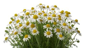 ai généré camomille fleur groupe isolé sur blanc, parfait paquet conception élément photo