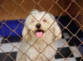 chien solitaire en cage photo