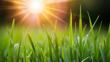 ai généré printemps été Contexte capturé dans proche en haut macro, avec herbe et Soleil photo