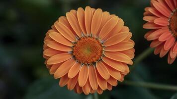 ai généré brillant vibrant Orange Gerber Marguerite Floraison dans proche en haut coup photo