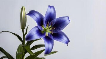 ai généré fermer de bleu lis fleur avec non ombres, blanc toile de fond photo