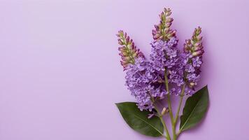 ai généré magnifique lilas fleurs isolé contre une pur blanc toile de fond photo