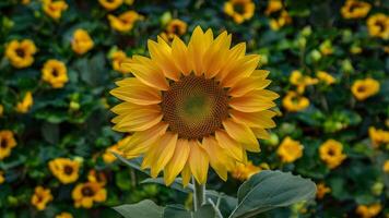 ai généré tournesol contre une vert floral Contexte dégage Naturel beauté photo