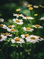 marguerites dans le jardin photo