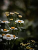 marguerites dans le jardin photo